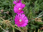 ������� ������� ����� ���������a ����, �����������, ������� � ����, ������ Delosperma  ������