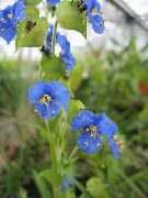 ��������� Commelina