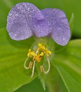 ��������� ������� ����� ��������� ����, �����������, ������� � ����, ������ Commelina ������