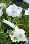 ������� ���������� ����������. Anemone coronaria