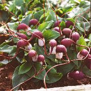�������� (������� ��������) Arisarum proboscideum