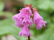 ��������� Schizocodon soldanelloides
