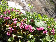 ������� ������� ����� ��������� ����, �����������, ������� � ����, ������ Schizocodon soldanelloides ������