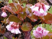  ������� ����� ��������� ����, �����������, ������� � ����, ������ Schizocodon soldanelloides ������