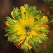 ������� ������� ����� ������  ����, �����������, ������� � ����, ������ Adonis amurensis ������