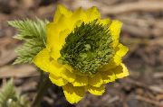 ������ ������� ����� ������  ����, �����������, ������� � ����, ������ Adonis amurensis ������