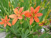 Беламканда Belamcanda chinensis