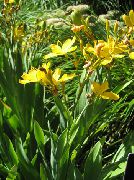������ ������� ����� ���������� ����, �����������, ������� � ����, ������ Belamcanda chinensis ������
