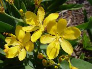 ������ ������� ����� ���������� ����, �����������, ������� � ����, ������ Belamcanda chinensis ������