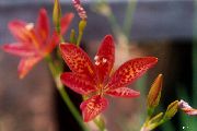������� ������� ����� ���������� ����, �����������, ������� � ����, ������ Belamcanda chinensis ������