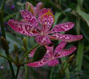 ��������� ������� ����� ���������� ����, �����������, ������� � ����, ������ Belamcanda chinensis ������