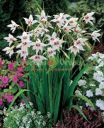 Ацидантера двуцветная Acidanthera bicolor murielae, Gladiolus murielae