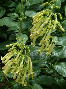 ������ ������� ����� ��������  ����, �����������, ������� � ����, ������ Phygelius capensis ������