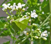 ����� ������� ����� ������������� ����, �����������, ������� � ����, ������ Cardiospermum halicacabum ������