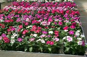 Катарантус (Барвинок розовый) Catharanthus roseus = Vinca rosea