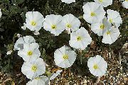 Вьюнок (Конвольвулюс) Convolvulus