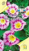  ������� ����� ������ (������������) ����, �����������, ������� � ����, ������ Convolvulus  ������