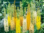 ��������  Eremurus 