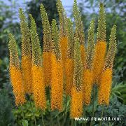 ��������� ������� ����� ��������  ����, �����������, ������� � ����, ������ Eremurus  ������