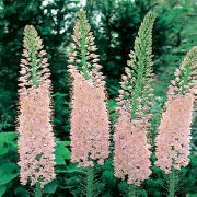 ������� ������� ����� ��������  ����, �����������, ������� � ����, ������ Eremurus  ������