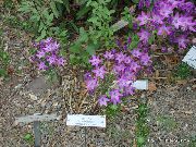 ��������� ������� ����� ���������  ����, �����������, ������� � ����, ������ Triteleia ������