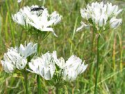 ����� ������� ����� ���������  ����, �����������, ������� � ����, ������ Triteleia ������