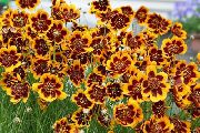 ��������� ������� ����� ��������� ����, �����������, ������� � ����, ������ Cosmidium burridgeanum, Thelesperma burridgeanum ������
