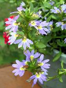 ������� ������� ����� ������� ����, �����������, ������� � ����, ������ Scaevola aemula ������