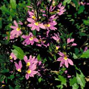 ������� ������� ����� ������� ����, �����������, ������� � ����, ������ Scaevola aemula ������