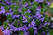 ����� ������� ����� ������� ����, �����������, ������� � ����, ������ Scaevola aemula ������
