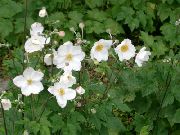����� ������� ����� ������� �������������� ����, �����������, ������� � ����, ������ Anemone hupehensis ������