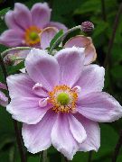 Анемона осеннецветущая Anemone hupehensis