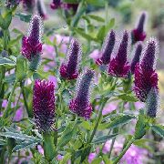 Клевер красноватый Trifolium rubens