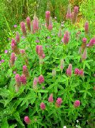 ������� ������� ����� ������ ����������� ����, �����������, ������� � ����, ������ Trifolium rubens  ������