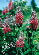 ������� ������� ����� ������ ����������� ����, �����������, ������� � ����, ������ Trifolium rubens  ������