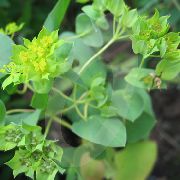 Володушка круглолистная Bupleurum rotundifolium