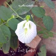 ����� ������� ����� �������� ���������� ����, �����������, ������� � ����, ������ Clitoria ternatea ������