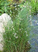 ����� ������� ����� ������  ����, �����������, ������� � ����, ������ Eriophorum ������