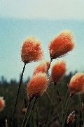 Пушица Eriophorum