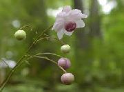 Анемонопсис крупнолистный Anemonopsis macrophylla