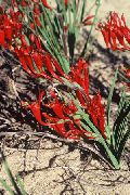������� ������� ����� ������� ����, �����������, ������� � ����, ������ Babiana, Gladiolus strictus, Ixia plicata ������