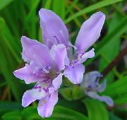 ������� ������� ����� ������� ����, �����������, ������� � ����, ������ Babiana, Gladiolus strictus, Ixia plicata ������