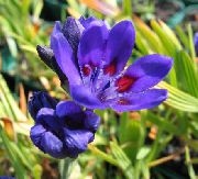 ����� ������� ����� ������� ����, �����������, ������� � ����, ������ Babiana, Gladiolus strictus, Ixia plicata ������
