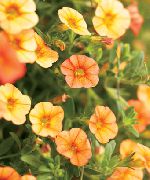 ��������� ������� ����� ���������� ����, �����������, ������� � ����, ������ Calibrachoa  ������