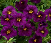 ���������� ������� ����� ���������� ����, �����������, ������� � ����, ������ Calibrachoa  ������