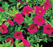 ������� ������� ����� ���������� ����, �����������, ������� � ����, ������ Calibrachoa  ������