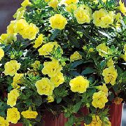 ������ ������� ����� ���������� ����, �����������, ������� � ����, ������ Calibrachoa  ������