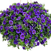 ����� ������� ����� ���������� ����, �����������, ������� � ����, ������ Calibrachoa  ������