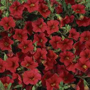 ������� ������� ����� ���������� ����, �����������, ������� � ����, ������ Calibrachoa  ������
