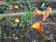 ��������� ������� ����� ���������  ����, �����������, ������� � ����, ������ Habranthus  ������